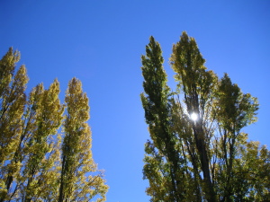 poplar_tree